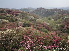 -贵州百里杜鹃风景名胜区