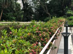 -九龙公园