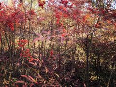 -无锡梁鸿湿地丽笙度假酒店·流觞西餐厅