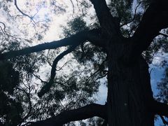 -墨尔本皇家植物园