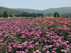 -龙寺生态园