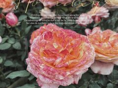 -三圣花乡旅游区