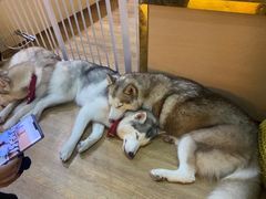 -Husky Go! 哈士奇体验馆·宠物咖啡厅狗咖