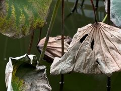 -洋湖国家湿地公园