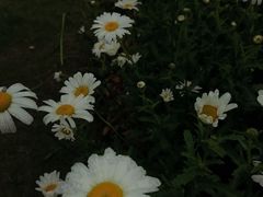 -九科绿洲