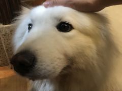 -more than meow吴止猫主题餐厅(承德 中船汇店)