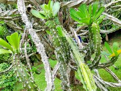 -中国科学院西双版纳热带植物园