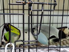 -瑞鹏宠物医院·骨科·猫科·内科(第一中心)