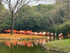 -上海野生动物园