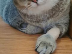 -欧奕国际动物医院