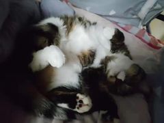 -宠颐生嘉德动物医院