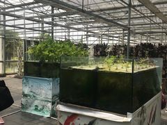 -上海都市菜园