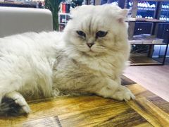 -小时光咖啡馆(开森度假森林店)