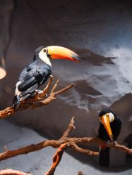 -Zoolung Zoolung动物主题公园(海信广场店)