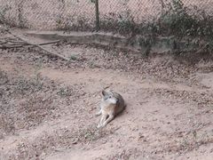 -深圳野生动物园