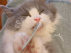 -momokira米努特·德文卷毛猫·棉花面纱犬