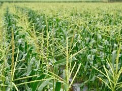 -光明小镇欢乐田园