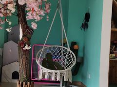 -猫在这儿猫咪咖啡馆·撸猫馆