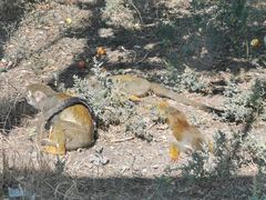 -新疆天山野生动物园