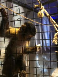 -酷嗒动物文化乐园(cutezoo西溪乐天城店)