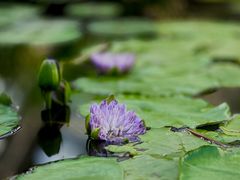 -国家植物园南园