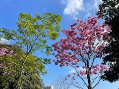 -深圳仙湖植物园