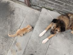 -枣阁园滴滴自助餐