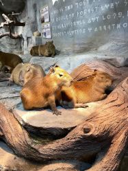 -Zoolung Zoolung动物主题公园(海信广场店)