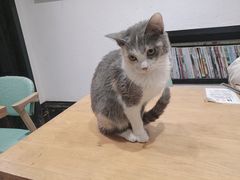 -猫色咖啡·猫咖
