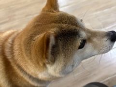 -李小姐の猫咖啡馆(五角场店)