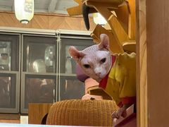 -MOCHA明星猫咖(田子坊店)