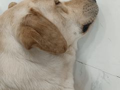 -共舞时光猫咖·狗咖(新街口店)