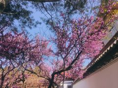 -西安青龙寺遗址景区