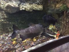 -迪拜水族馆及水下动物园