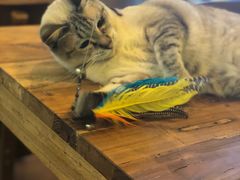 -李小姐の猫咖啡馆(五角场店)