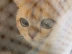 -佳雯宠物医院·皮肤科·内外科(春晓路分院)