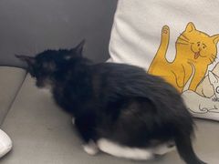 -pd派德宠物中心医院24H急重症·眼科中心·血液透析中心(嵩山北路店)