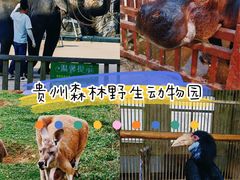 -贵州森林野生动物园