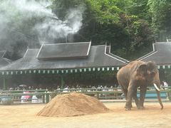 -野象谷景区