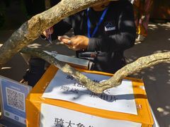 -野象谷景区