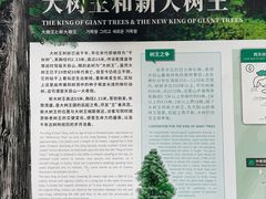 -天目山大树王景区