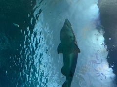 -瑞普利水族馆