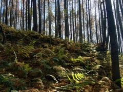 -山王坪喀斯特国家生态公园