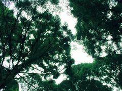 -庐山风景区花径公园