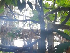 -呀路古热带植物园