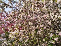 -长白岛森林公园