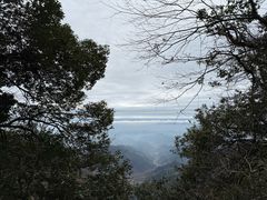 -天目山大树王景区