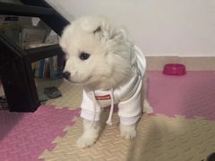 -翊宠yipet猫狗购宠庄园犬舍•猫舍