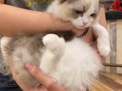 -袖虎·猫馆(体育西路店)