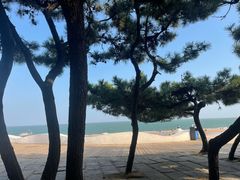 -日照海滨国家森林公园